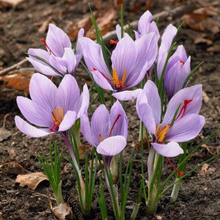 Crocus Sativus - Șofran - pachet mare! - 200 buc.