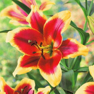 ליליום, לילי האדום ההולנדי - נורה / פקעת / שורש - Lilium