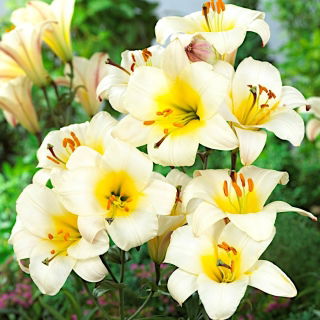 Lilium, Lilie White Planet