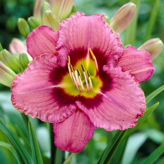 Daylily alltid eftermiddag