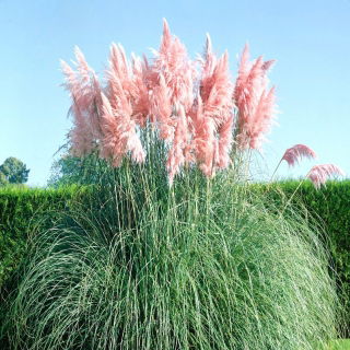Pink Pampas Grass zaden - Cortaderia selloana - 156 zaden