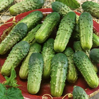 Kurkku "Altaj F1" - vaaleanvihreä lajike, jossa ei ole katkeruutta - 105 siementä - Cucumis sativus - siemenet