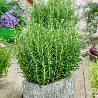 Rozemarijn - 80 zaden - Rosmarinus officinalis