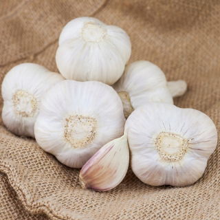 Téli fokhagyma 'Ornak' - 3 hagyma (0,18 - 0,30 kg)