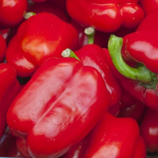 Paprika - Barbórka -  Capsicum annuum - Barbórka - magok