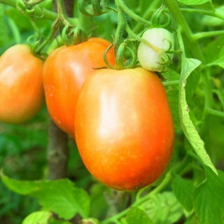 Tomate 'Jokato' - mittelfrühe, Zwerg Freilandtomate, ertragreiche Orangensorte