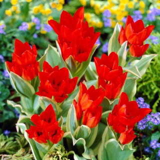 Tulipa Praestans Unicum - Tulpe Praestans Unicum - 5 Zwiebeln