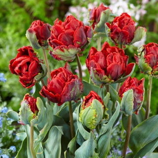 Dupla tulipán 'Rococo Double' - 5 db. Csomag