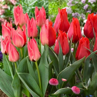 Valentino - Set mit 2 Tulpensorten - 40-tlg. - 