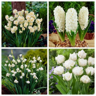 Milk River - conjunto de 4 plantas con flores blancas - 39 piezas