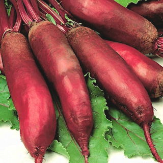 Beetroot - Alexis - Cylindrical Crimson Roots Ideal for Preserves - Fresh Seeds