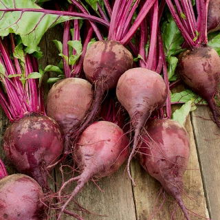 Punajuurikas - Moulin Rouge - Beta vulgaris - siemenet