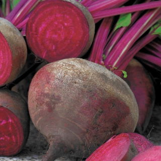Rote Rüben, Bete 'Napoleon'- frühe, gleichmäßig gefärbte Sorte