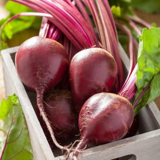 Свёкла - Czerwona Kula - BIO - 500 семена - Beta vulgaris