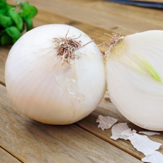 Biela cibuľa "Avalon" - 750 semien - Allium cepa L. - semená