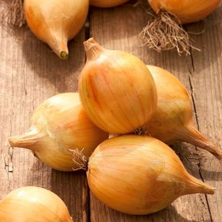 Cibuľa "Vsetana" - stredne skorá odroda na priamu konzumáciu a skladovanie