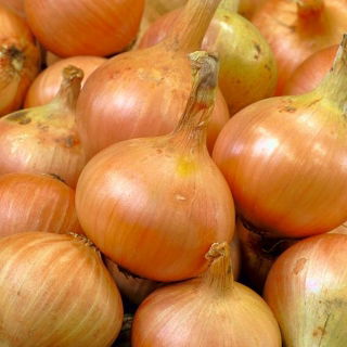 Soğan 'Warsa' - erken, üretken çeşitlilik -    Allium cepa - Warsa - tohumlar