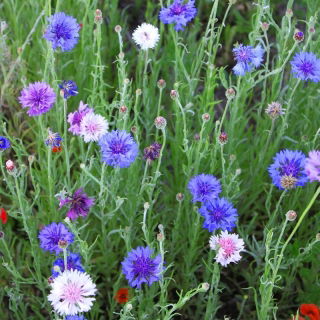 Fiordaliso, pulsante scapolo - mix di varietà perenne - 75 semi - Centaurea