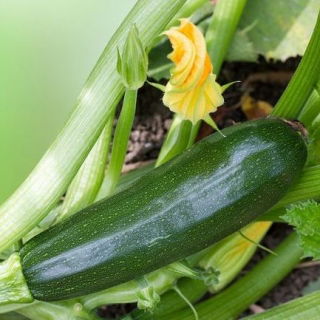 Kurpitsa - Kesä - BIO - Cucurbita pepo  - siemenet