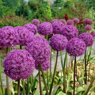 Cebolla gigante - paquete grande! - 20 piezas - 