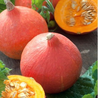 Moliugai - Justynka - 28 sėklos - Cucurbita maxima