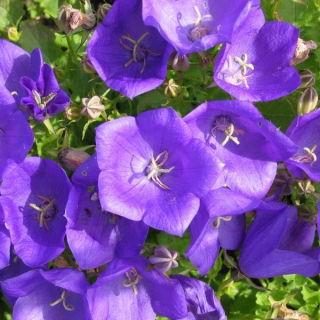 风铃草 - 岩石花园的多种混合物 - Campanula - 種子