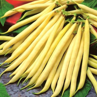 Fréjol - Liwia - Phaseolus vulgaris L. - semillas