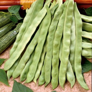 Kacang hijau hijau "Marconi Nano" - buah rata - Phaseolus vulgaris L. - benih