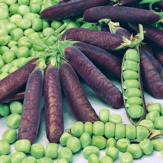 Guisante - Blauwschokker - Pisum sativum - semillas