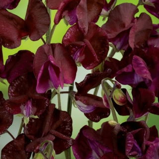 Szagos bükköny - Beaujolais - 36 magok - Lathyrus odoratus