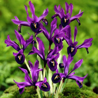 Iris George – large pack! – 100 pcs