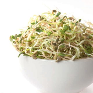 Alholva - semillas germinadas - 