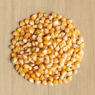 Jagung Jagung - Zea mays - benih