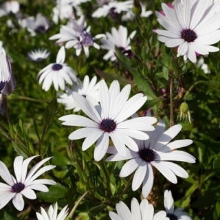 Fehér Daisy-fok, afrikai százszorszép mag - Osteospermum ecklonis - 35 mag - magok