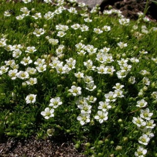 Irish Moss, Heath Pearlwort semená - Sagina subulata - 2200 semien