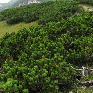 Mugo fenyőmag - Pinus mugo - 40 mag - Pinus mugo var. Mughus - magok