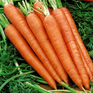Carrot 'Afro' - medium late, recommended for storage
