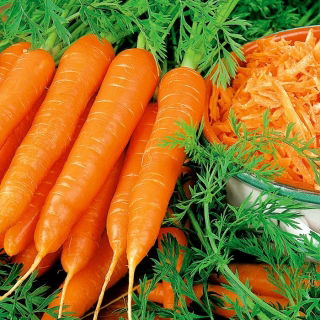 Havuç 'Broker' - orta erkenci -  Daucus carota - Broker - tohumlar