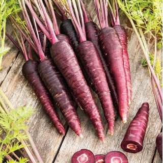 Carote - Deep purple - 425 semi - Daucus carota ssp. sativus