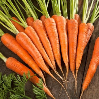 морковь Norton -  Daucus carota - Norton - семена