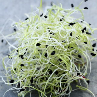 Spirer - frø - Porre - 500 frø - Allium porrum L.