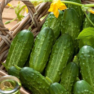Gurke 'Gomes' - mittelfrühe, äußerst produktive Sorte, ideal für kurzes Einlegen - 