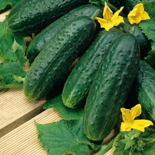 Cucumber "Nadusha F1" - field, pickling, Dutch variety - 40 seeds