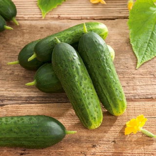 Salad cucumber  'Tomasz' - early variety for cultivation under covers
