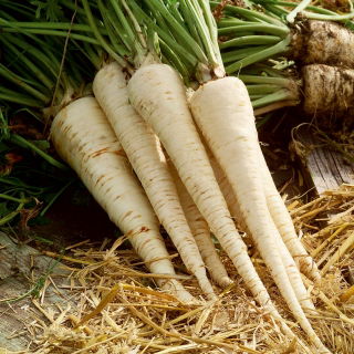 Peterseli 'Roksana' - agak terlambat, untuk musim gugur -  Petroselinum crispum - Roksana - biji