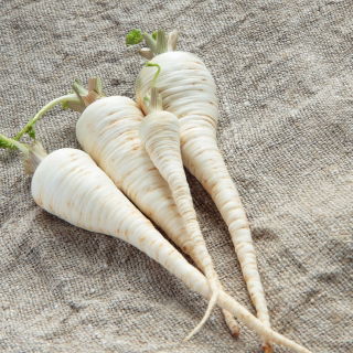 Root Parsley - Alba - Late Harvest with Excellent Taste and Aroma - Fresh Seeds