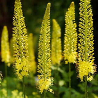 Himalaya Foxtail Lily - Bungei - Stor pakke! - 10 stk; Ørkenlys