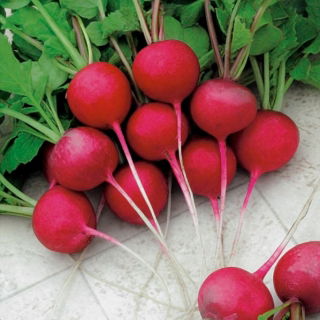 Rädisa - Lada - Raphanus sativus L. - frön