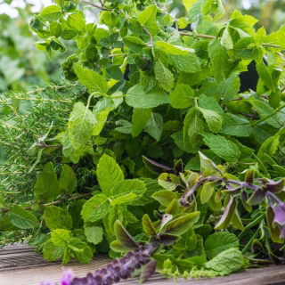 Herb Garden selama bertahun-tahun - Ramuan campuran -  - biji