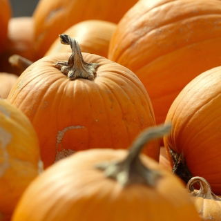 Zucca Gigante - Otylia - 28 semi - Cucurbita maxima